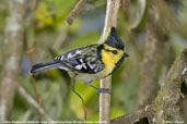 Yellow-cheeked Tit, Lingmethang Road, Mongar, Bhutan, April 2008 - click for larger image