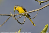 Female Short-billed Minivet. Lingmethang Road, Mongar, Bhutan, April 2008 - click for larger image