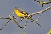 Female Short-billed Minivet. Lingmethang Road, Mongar, Bhutan, April 2008 - click for larger image