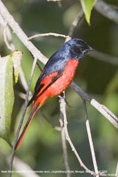 Male Short-billed Minivet. Lingmethang Road, Mongar, Bhutan, April 2008 - click for larger image