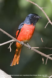 Male Short-billed Minivet. Lingmethang Road, Mongar, Bhutan, April 2008 - click for larger image