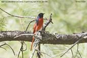 Male Long-tailed Minivet, Drugyel Dzong, Paro, Bhutan, March 2008 - click for larger image