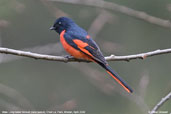 Male Long-tailed Minivet, Cheli La, Paro, Bhutan, March 2008 - click for larger image