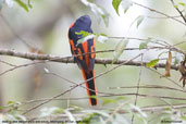 Male Scarlet Minivet, Shemgang, Bhutan, April 2008 - click for larger image