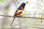 Male Scarlet Minivet, Shemgang, Bhutan, April 2008 - click for larger image