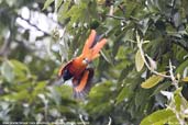 Male Scarlet Minivet, Shemgang, Bhutan, April 2008 - click for larger image