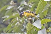 Female Scarlet Minivet, Shemgang, Bhutan, April 2008 - click for larger image