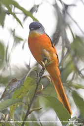 Male Grey-chinned Minivet, Lingmethang Road, Mongar, Bhutan, April 2008 - click for larger image