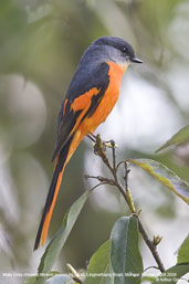 Male Grey-chinned Minivet, Lingmethang Road, Mongar, Bhutan, April 2008 - click for larger image