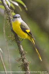 Female Grey-chinned Minivet, Lingmethang Road, Mongar, Bhutan, April 2008 - click for larger image