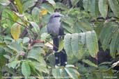 Green-billed Malkoha, Deothang, Samdrup Jongkhar, April, March 2008 - click for larger image