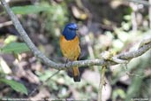 Male Blue-fronted Redstart, Mo Chu River, Wangdue Phodrang, Bhutan, March 2008 - click for larger image