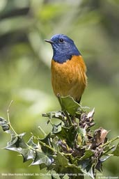 Male Blue-fronted Redstart, Mo Chu River, Wangdue Phodrang, Bhutan, March 2008 - click for larger image