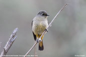Female Blue-fronted Redstart, Shemgang, Bhutan, March 2008 - click for larger image