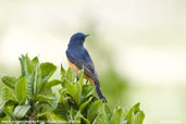 Male Blue-fronted Redstart, Kori La, Mongar, Bhutan, April 2008 - click for larger image