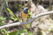 Male Hodgson's Redstart, Mo Chu River, Wangdue Phodrang, Bhutan, March 2008 - click for larger image