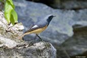 Male Hodgson's Redstart, Mo Chu River, Wangdue Phodrang, Bhutan, March 2008 - click for larger image