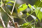 Yellow-vented Warbler, Deothang, Samdrup Jongkhar, Bhutan, April 2008 - click for larger image