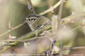 Lemon-rumped Warbler, Drugyel Dzong, Paro, Bhutan, March 2008 - click for larger image