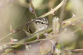 Lemon-rumped Warbler, Drugyel Dzong, Paro, Bhutan, March 2008 - click for larger image