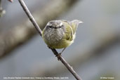 Lemon-rumped Warbler, Yutang La, Bumthang, Bhutan, April 2008 - click for larger image