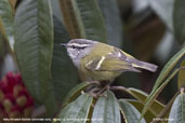 Lemon-rumped Warbler, Yutang La, Bumthang, Bhutan, April 2008 - click for larger image