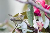 Buff-barred Warbler, Thrumsing La, Mongar, Bhutan, April 2008 - click for larger image