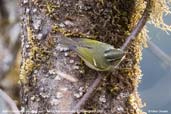 Blyth's Leaf-Warbler, Pele La, Wangdue Phodrang, Bhutan, March 2008 - click for larger image