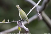 Blyth's Leaf-Warbler, Pele La, Wangdue Phodrang, Bhutan, March 2008 - click for larger image