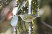 Blyth's Leaf-Warbler, Lingmethang Road, Mongar, Bhutan, April 2008 - click for larger image