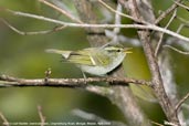 Blyth's Leaf-Warbler, Lingmethang Road, Mongar, Bhutan, April 2008 - click for larger image