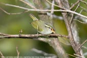 Blyth's Leaf-Warbler, Lingmethang Road, Mongar, Bhutan, April 2008 - click for larger image