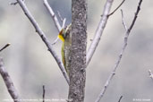 Lesser Yellownape, Shemgang, Bhutan, March 2008 - click for larger image