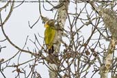 Lesser Yellownape, Shemgang, Bhutan, March 2008 - click for larger image