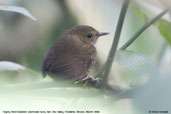 Pygmy Wren-Babbler, Mo Chu Valley, Punakha, Bhutan, March 2008 - click for larger image