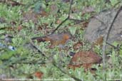 Rusty-cheeked Scimitar Babbler, Shemgang, Bhutan, April 2008 - click for larger image