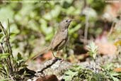 Hill Prinia, Lingmethang Road, Mongar, Bhutan, April 2008 - click for larger image