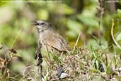 Hill Prinia, Lingmethang Road, Mongar, Bhutan, April 2008 - click for larger image