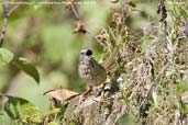 Hill Prinia, Lingmethang Road, Mongar, Bhutan, April 2008 - click for larger image