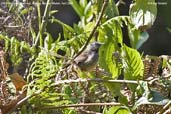 Hill Prinia, Kori La, Mongar, Bhutan, April 2008 - click for larger image