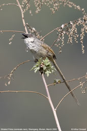 Striated Prinia, Shemgang, Bhutan, March 2008 - click for larger image