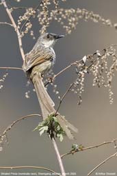 Striated Prinia, Shemgang, Bhutan, March 2008 - click for larger image