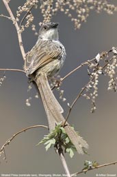 Striated Prinia, Shemgang, Bhutan, March 2008 - click for larger image