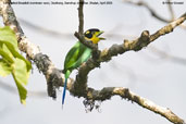 Long-tailed Broadbill, Deothang, Samdrup Jongkhar, Bhutan, April 2008 - click for larger image