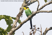 Long-tailed Broadbill, Deothang, Samdrup Jongkhar, Bhutan, April 2008 - click for larger image