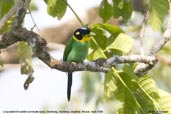 Long-tailed Broadbill, Deothang, Samdrup Jongkhar, Bhutan, April 2008 - click for larger image