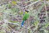 Long-tailed Broadbill, Deothang, Samdrup Jongkhar, Bhutan, April 2008 - click for larger image