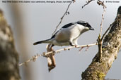 Male White-browed Shrike-Babbler, Shemgang, Bhutan, April 2008 - click for larger image