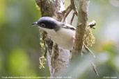 Female White-browed Shrike-Babbler, Shemgang, Bhutan, April 2008 - click for larger image