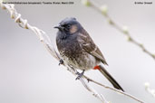 Red-vented Bulbul, Punakha, Bhutan, March 2008 - click for larger image